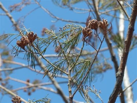 瀦水松|GKZ植物事典・スイショウ（水松）